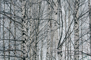 black and white birches in birch grove, beautiful winter landscape, wood texture