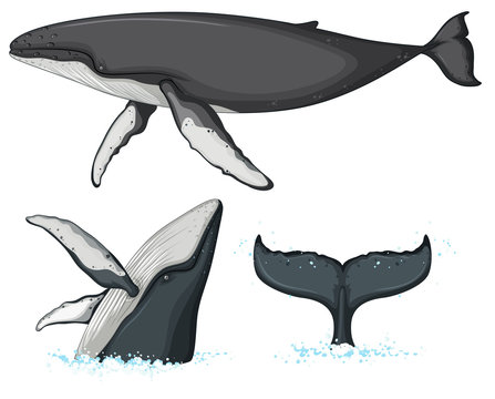 Humpback whale character on white background