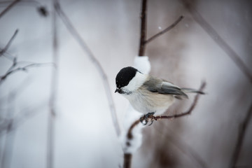 Profile Image of cute and tiny marsh tit bird sitting on the branch in the winter forest