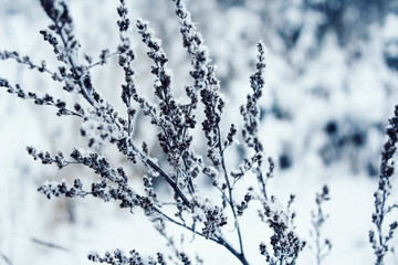 plants in a snow-covered field, Beautiful winter landscape with snow,copy space