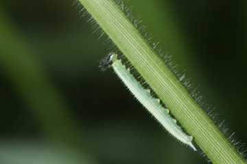 green larva with black spots on head crawling on grren plant