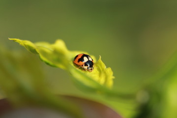 Lady bug on a leaf
