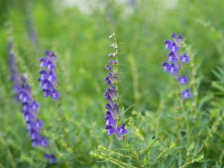 コガネバナ　薬用植物