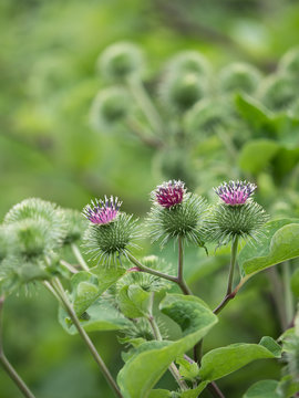 ゴボウ　薬用植物