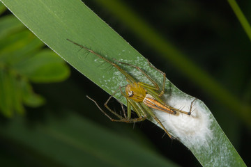 female lynx spider keeping its eggs on green grass leaf