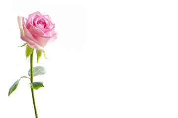 Pink rose on a white background　

