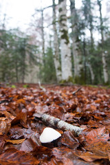 Obraz premium autumnal landscape in nature