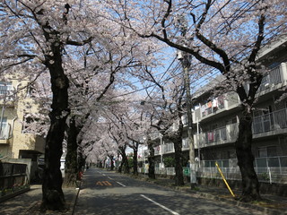 桜並木が美しい松戸市の常盤平さくら通り