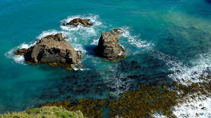 Rocks and Kelp seaweed, Nugget Point, Catlins, New Zealand