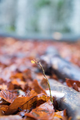 autumnal landscape in nature