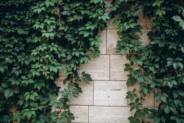 Old stone wall with green leaves as background