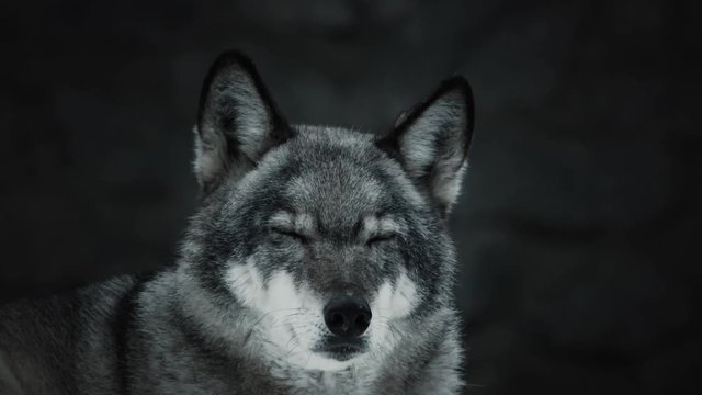 portrait of a wolf