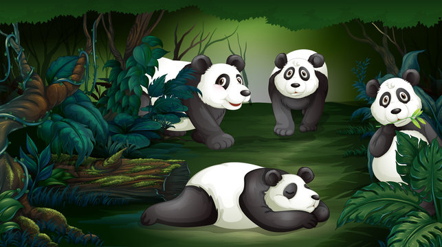 Panda in dark forest