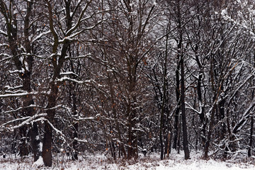 Snowy deciduous forest.