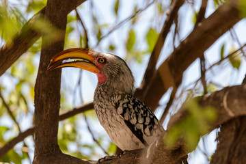 Yellow-billed Toko on the tree