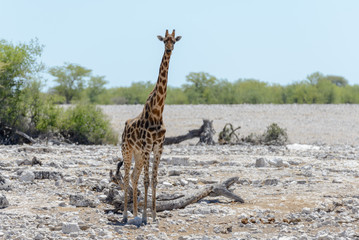 Giraffe in the African savanna