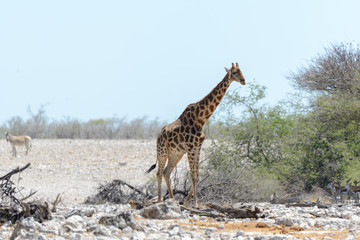 Giraffe in the African savanna
