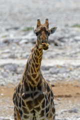 Giraffe in the African savanna
