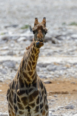 Obraz premium Giraffe in the African savanna