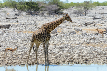 Giraffe in the African savanna