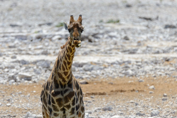 Giraffe in the African savanna