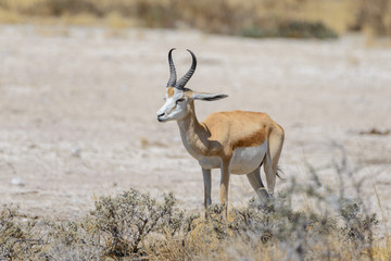 Springbok antelope in the African savanna