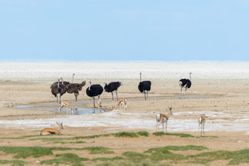 Ostrich in the African savannah