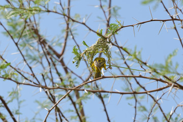Fototapeta na wymiar Weaver bird in the nest
