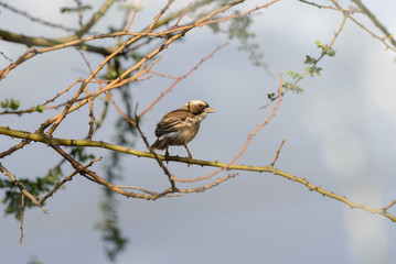 Weaver bird in the nest