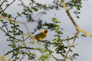 Weaver bird in the nest