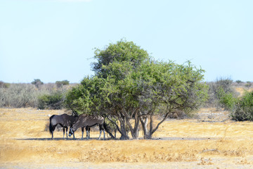 Oryx antelope drinking water
