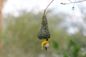 Weaver bird in the nest