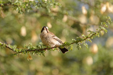 Weaver bird in the nest