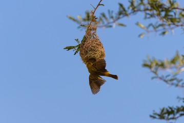 Weaver bird in the nest