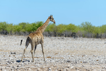 Obraz na płótnie Canvas Giraffe in the African savanna