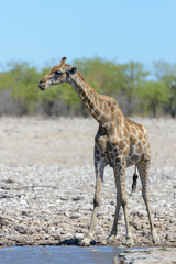 Naklejka na ściany i meble Giraffe in the African savanna