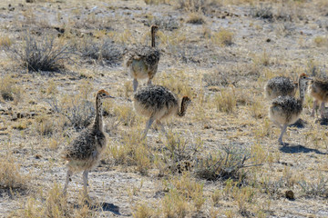 Ostrich chiks in the African savannah