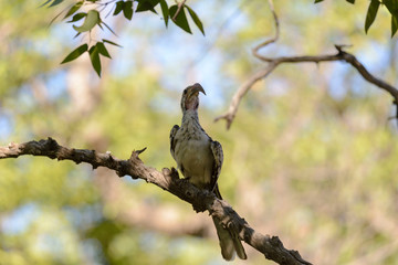 Yellow-billed Toko on the tree