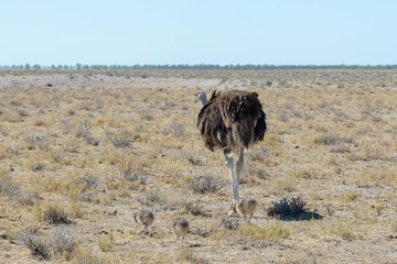 Ostrich with chicks in the African savannah
