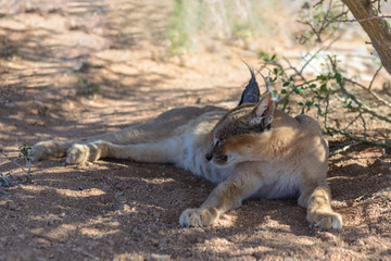 Caracal liyng on the ground