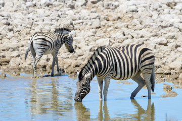 Fototapeta na wymiar Wild zebras in in africa national park