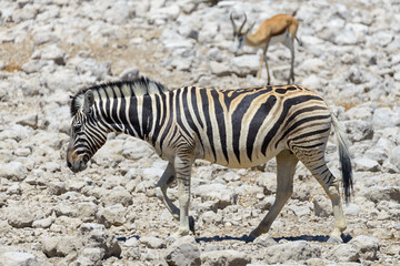 Fototapeta na wymiar Wild zebra in in africa national park