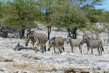 Fototapeta na wymiar Wild zebras in in africa national park