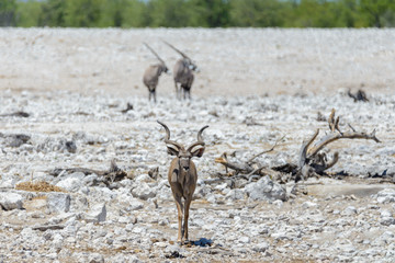 Kudu antelopes in the African savanna