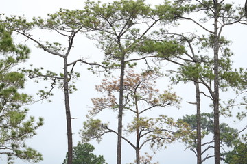 Pine trees change color in winter. 