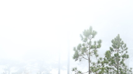 Green pines with fog in the winter.
