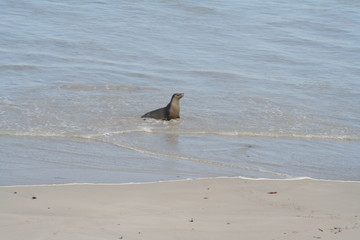 wild sea lion at Kangaroo Island, Seals Bay, South Australia