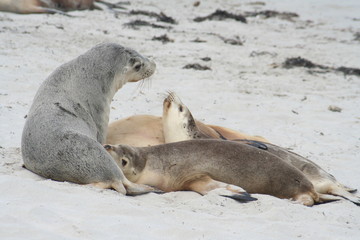 Obraz premium The Wild Sea Lions of Kangaroo Island, Seals Bay, South Australia