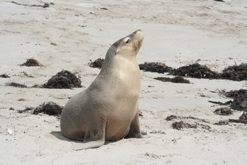 Obraz premium wild sea lion at Kangaroo Island, Seals Bay, South Australia