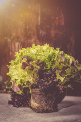 mixed salad with earth, wooden background